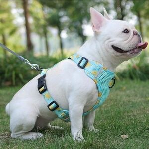 Lemon 🍋  Dog Harness M